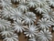 10 paper daisies - 1 - Thumbnail