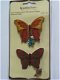 recollections chipboard butterflies 1 - 1 - Thumbnail