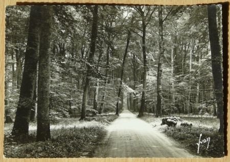 Postkaart, Yvon, Fontainebleau La Foret (713), jaren'50. - 1