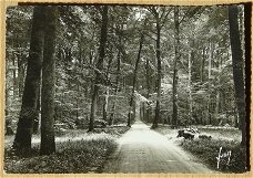 Postkaart, Yvon, Fontainebleau La Foret (713), jaren'50.