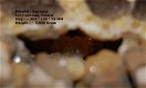 #1 Concretie Septaria Polen met Calciet kristallen - 1 - Thumbnail