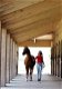 Voor de gewrichten van uw paard : glucosamine van GlucoHorse - 1 - Thumbnail