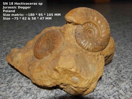 SN18 Collectors item Ammonite Hecticoceras sp - 1