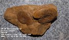 SN18 Collectors item Ammonite Hecticoceras sp - 1 - Thumbnail