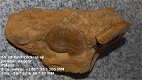 SN18 Collectors item Ammonite Hecticoceras sp - 1 - Thumbnail