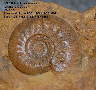 SN18 Collectors item Ammonite Hecticoceras sp - 1
