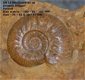 SN18 Collectors item Ammonite Hecticoceras sp - 1 - Thumbnail