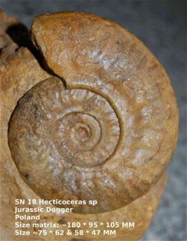 SN18 Collectors item Ammonite Hecticoceras sp - 1