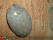 #1 Cabochon Fossiel Koraal Fossil Coral Cabochon - 1 - Thumbnail