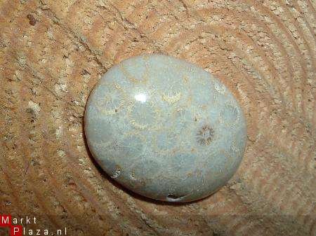 #6 Cabochon Fossiel Koraal; Fossil Coral Cabochon - 1