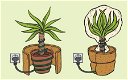 Ideale vorstbescherming voor uw palmen/olijfbomen - 1 - Thumbnail