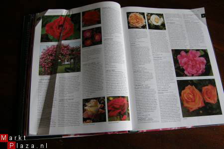 Rosen Enzyklopädie. - Afbeelding 2