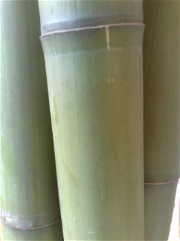 Bamboo bambou Pole Pole en bambou poteaux - 1