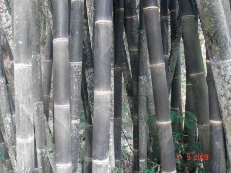 Bamboo bambou Pole Pole en bambou poteaux - 1