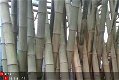 Bamboepaal bamboe palen bamboe paal - 1 - Thumbnail