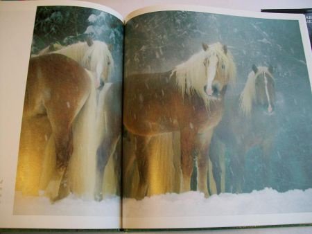 Palomino Horses Austria's Haflinger Horses Tomas Micek - 1