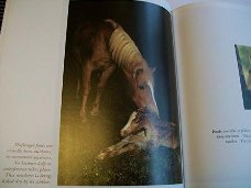 Palomino Horses Austria's Haflinger Horses Tomas Micek