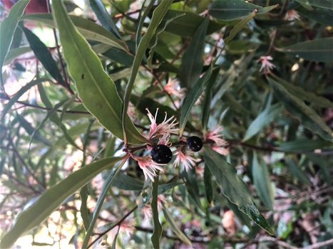 Sarcococca hookeriana var. humilis Vleesbes - 0