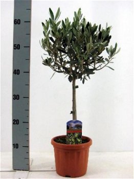 Olea Europaea (Olijfbomen) Te Koop!! - 1