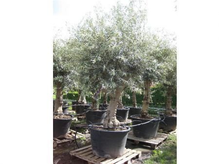 Olea Europaea (Olijfbomen) Te Koop!! - 1