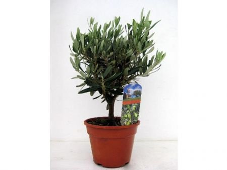 Olea Europaea (Olijfbomen) Te Koop!! - 1