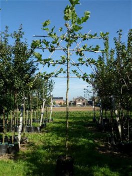 Kwalitet Bomen, Struiken en Tuinplanten nodig? - 1