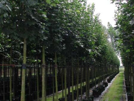 Kwalitet Bomen, Struiken en Tuinplanten nodig? - 1