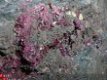 #2 Erithrien Erythrien Erythrite op Cobaltine - 3 - Thumbnail