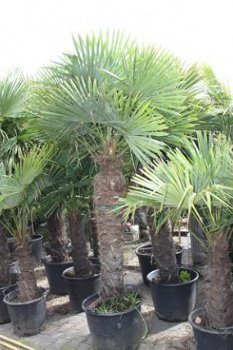 Diverse maten palmbomen van klein naar groot/Winterhard - 1