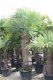 Diverse maten palmbomen van klein naar groot/Winterhard - 1 - Thumbnail