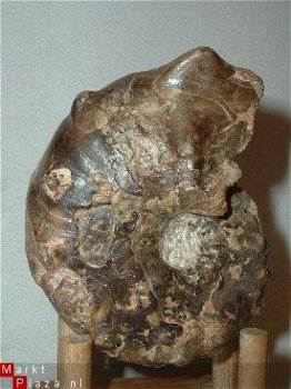 #9 Turonien Ammonite Mammites nodosoides - 1