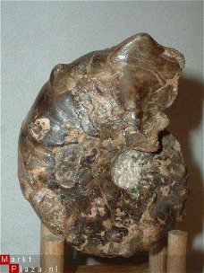 #9 Turonien Ammonite Mammites nodosoides