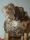 #9 Turonien Ammonite Mammites nodosoides - 1 - Thumbnail