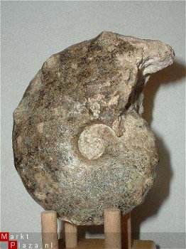 #10 Turonien Ammonite Mammites nodosoides - 1