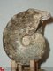 #10 Turonien Ammonite Mammites nodosoides - 1 - Thumbnail
