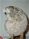#10 Turonien Ammonite Mammites nodosoides - 1 - Thumbnail