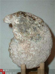 #10 Turonien Ammonite Mammites nodosoides