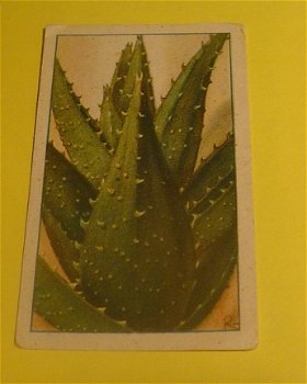Plaatje van Verkade's album, serie vetplanten.nr.29 - 1