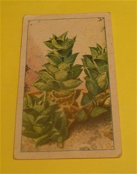 Plaatje van Verkade's album, serie vetplanten.nr.15 - 1