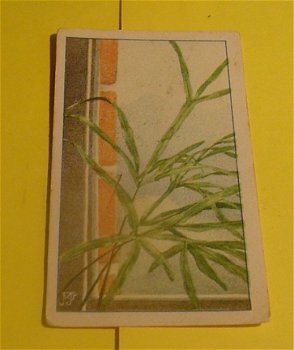 Plaatje van Verkade's album,serie kamerplanten.nr.49 - 1