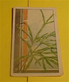 Plaatje van Verkade's album,serie kamerplanten.nr.49