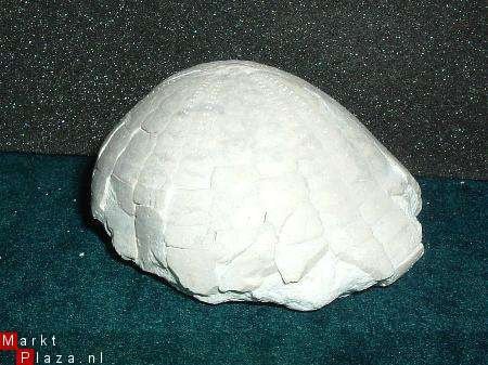 #3 Fossiele Zee egel Echinocorus cf scutatus - 1