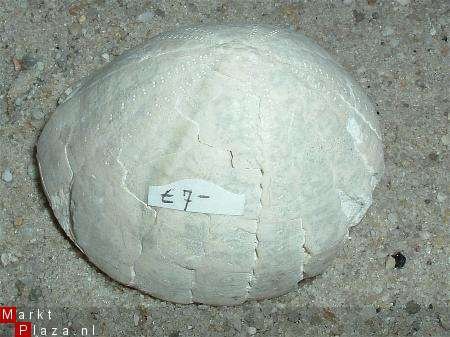 #3 Fossiele Zee egel Echinocorus cf scutatus - 1