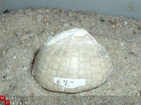 #1 Fossiele Zee egel Echinocorus cf scutatus - 1