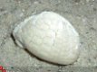 #1 Fossiele Zee egel Echinocorus cf scutatus - 1 - Thumbnail