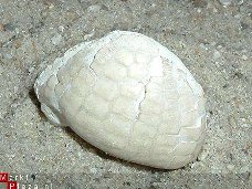 #1 Fossiele Zee egel Echinocorus cf scutatus