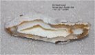 #3 Tampa Bay Fossiel koraal geagaatiseert - 1 - Thumbnail