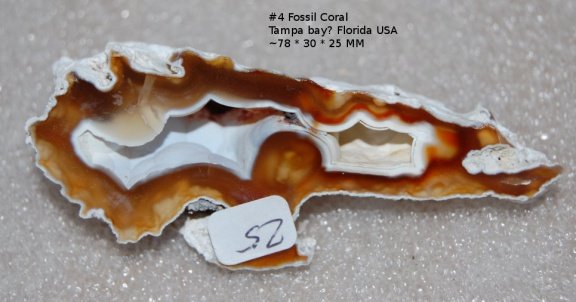 #4 Tampa Bay Fossiel koraal geagaatiseert - 1