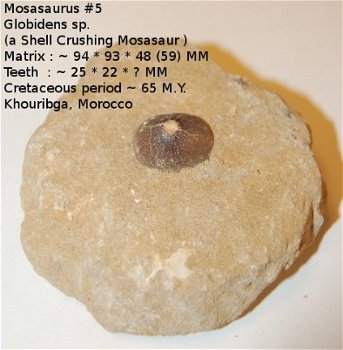 Mosasaurus #5 een mooie gave tand van een Globidens sp. Maroc - 1