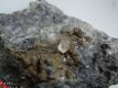 Herkimer highly lustrous Quartz crystals Poland #4 - 1 - Thumbnail